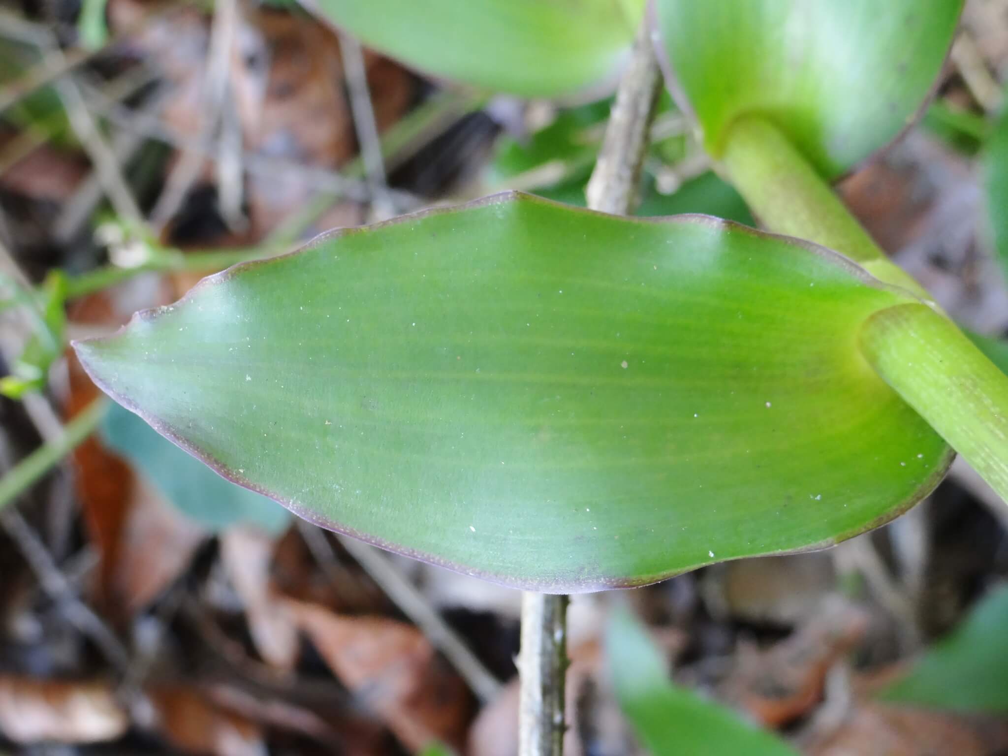 Callisia fragrans